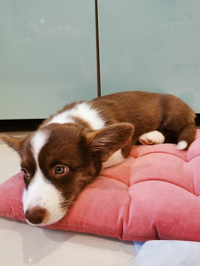 威尔士柯基犬开襟羊毛衫，2.5个月大的雌性小狗。棕色，白色腿和胸部。躺在一个粉红色的毛绒枕头上。