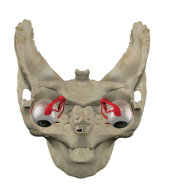 眼部肌肉的解剖上图3d渲染