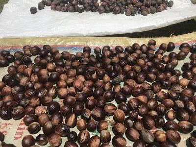 干燥的肉豆蔻