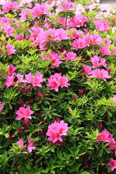 杜鹃花