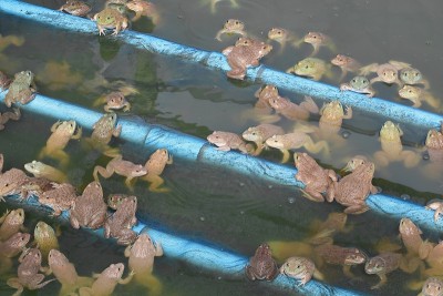 青蛙群在农场里