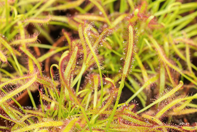 选择性地集中在一个微小的带状海角茅膏草(Drosera capensis品种肉食性植物)的叶子与湿和