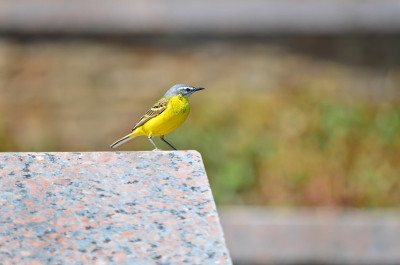西部黄wagtail(莫塔西拉黄)