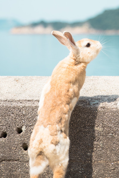 Rabbit overlooking the sea
