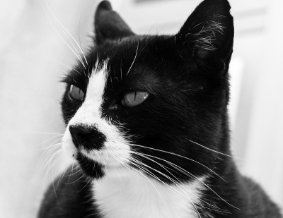 模型的猫