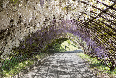 紫藤花园的日本紫藤隧道。