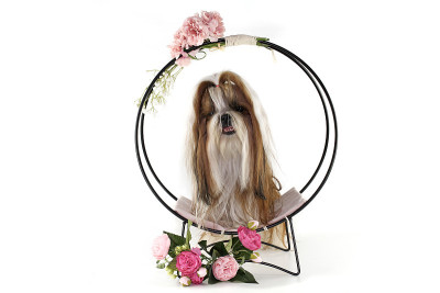 西施犬长毛孤立
