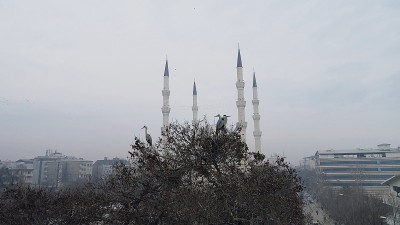 海鸥鸟瞰图