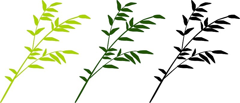 三色的竹子分支