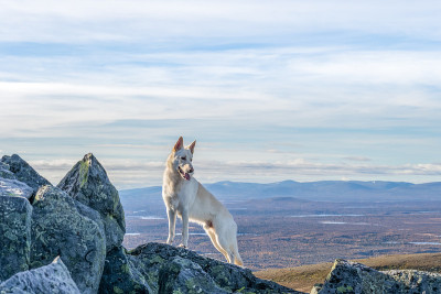 站在山上的白色德国牧羊犬