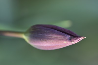 紫色郁金香芽