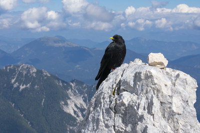 Terrarossa的阿尔卑斯chough (pyrrhoax graculus)