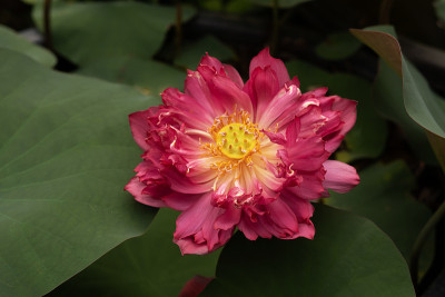 心血莲花，莲藕