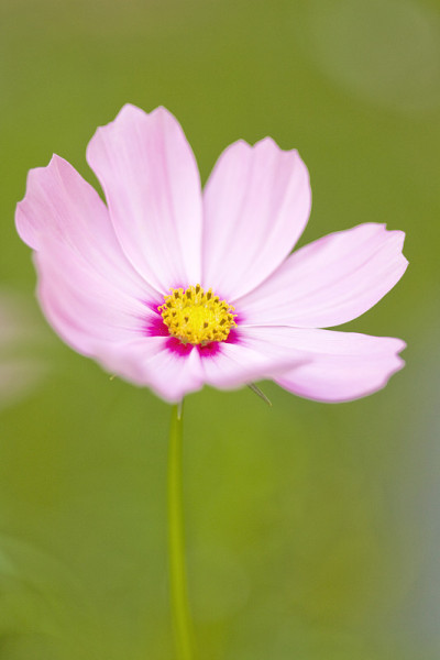 宇宙的花