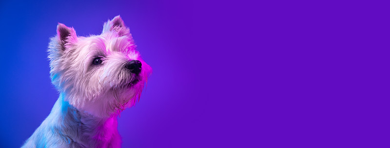 可爱的白色美丽的西部高地小猎犬的肖像孤立在霓虹灯的紫色背景。