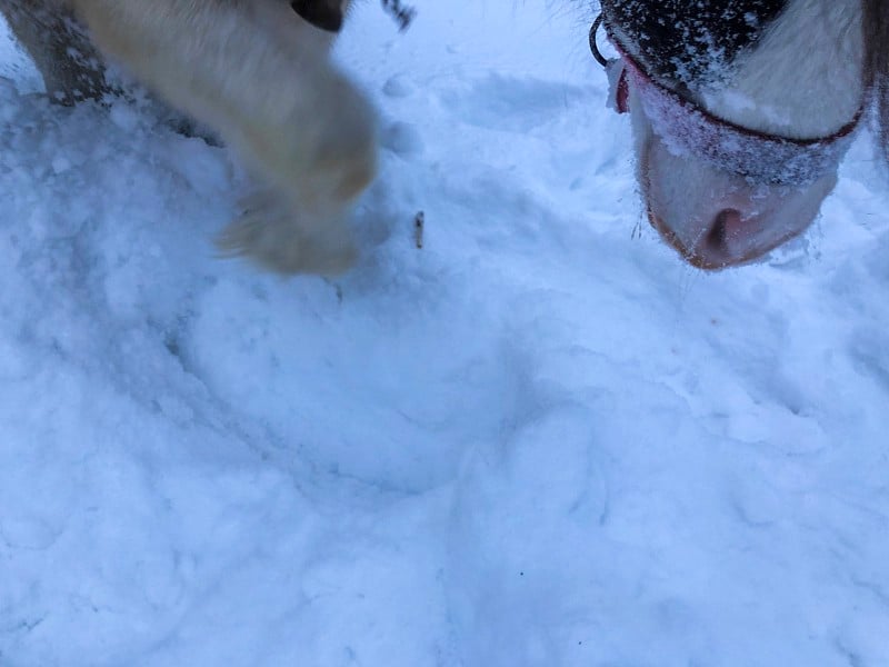 马在雪中玩耍