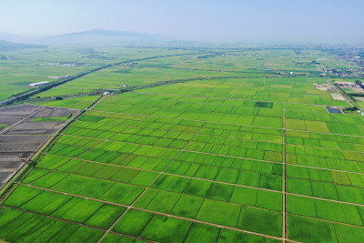 新泻稻田美景