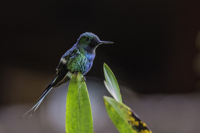 绿刺尾蜂(dissura conversii)是一种小型蜂鸟，从哥斯达黎加到厄瓜多尔西部是当地的饲养