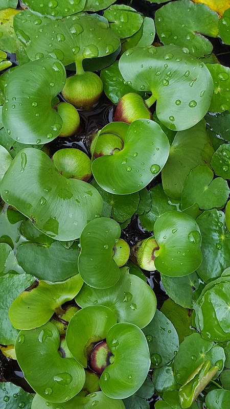 水培植物