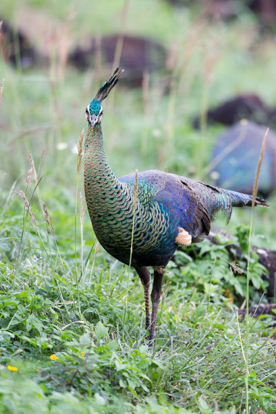 成年雌绿孔雀或爪哇孔雀(Pavo muticus)