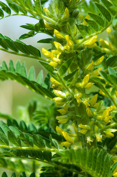 黄芪。鉴别。山羊的刺。vine-like。黄芪sieversianus。