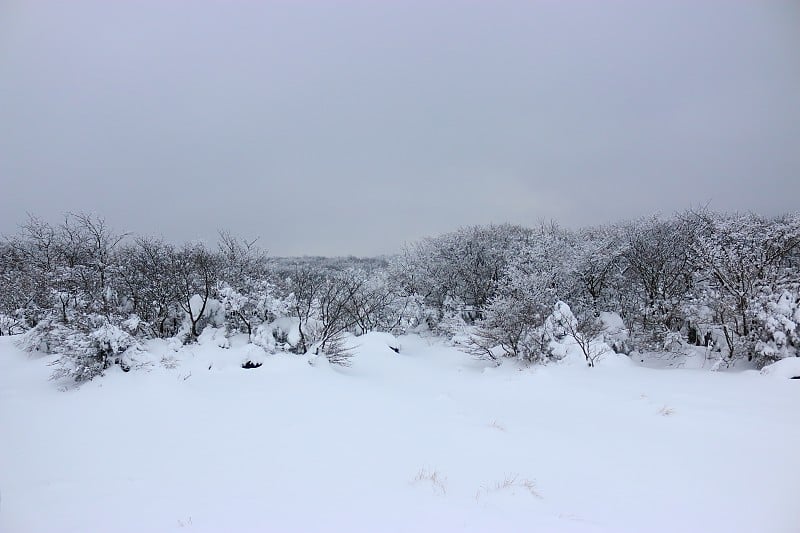 1100高地湿地，雪景，雪花，