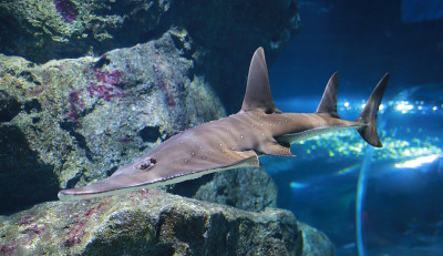 水族馆中的巨型吉他鱼。