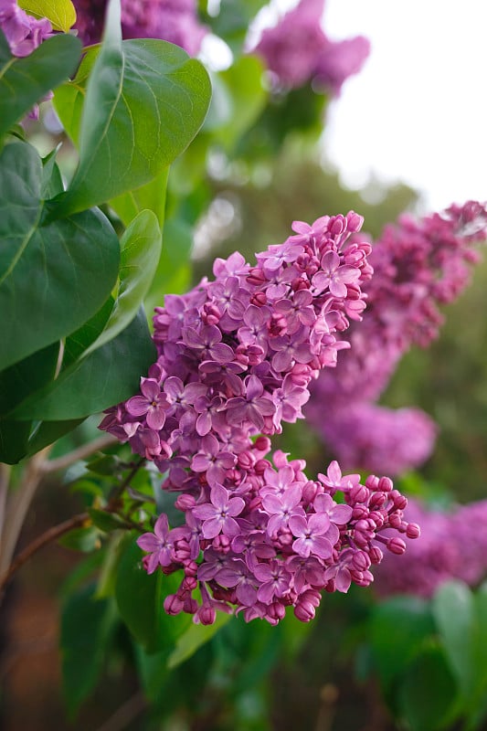 天空映衬着美丽的紫丁香花