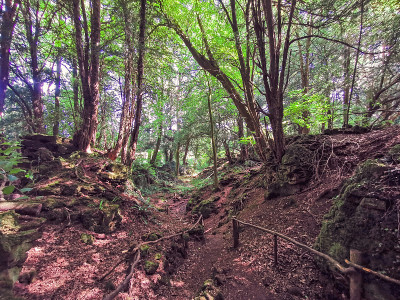 神奇的Puzzlewood