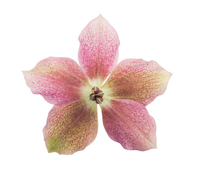 藜芦