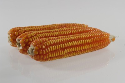 玉米