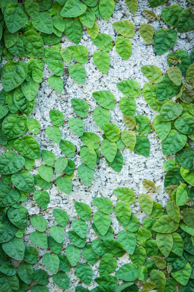 薜荔