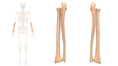 人体骨骼系统、桡骨和尺骨解剖学