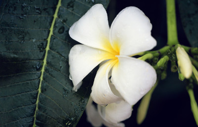 白色鸡蛋花与水滴
