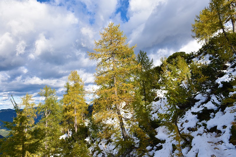 落叶落叶松(Larix decidua)秋天的黄色树种，地面被雪覆盖