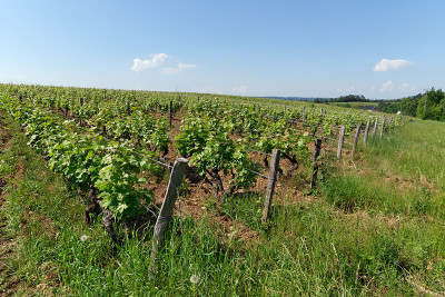 Vouvray葡萄园