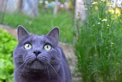 户外灰猫的肖像