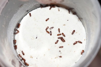 食物害虫红粉甲虫