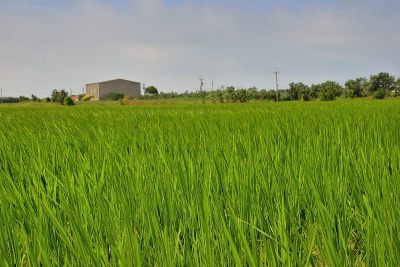 稻田里绿油油的稻田。