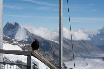Jungfrauregion瑞士