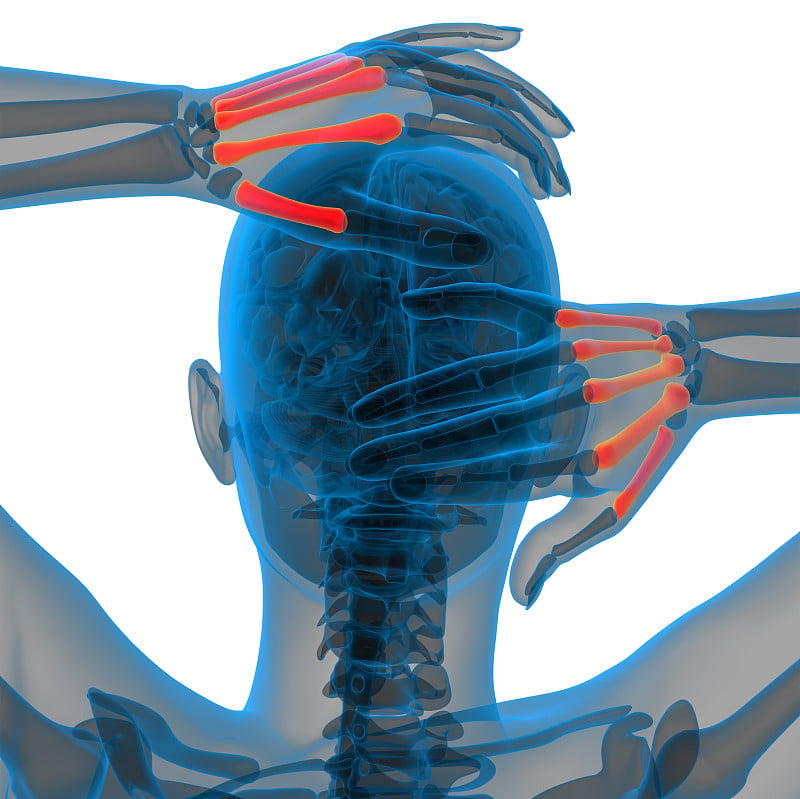 掌骨的3d渲染医学插图