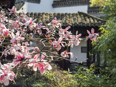 亚洲花园中的木兰树