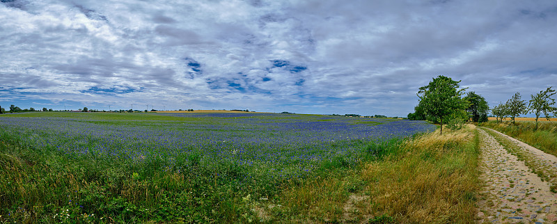 在克伦佐和沃尔莫之间的丘陵“Uckermark”地区，盛开的玉米花田和风力涡轮机