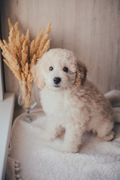 贵宾犬小狗