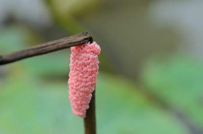 蛋金苹果钉，蛋沟苹果钉;龙葵，自然背景的苹果蜗牛蛋