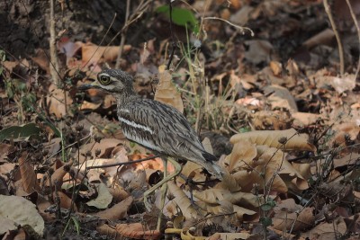 印度Thick-knee
