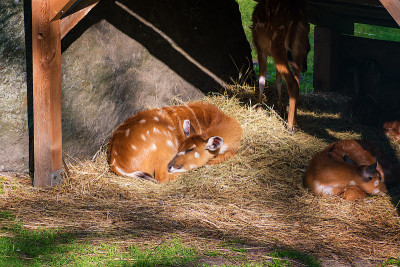 Sitatunga (Tragelaphus spekii)在阴影中放松