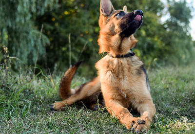 德国牧羊犬