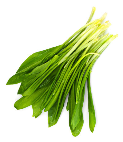 鲜绿野韭菜