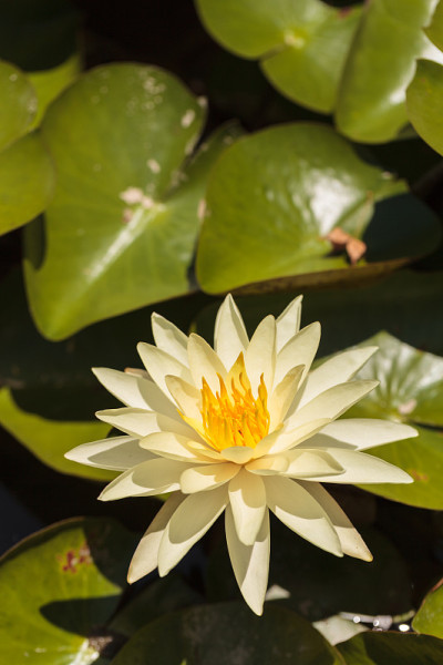 睡莲花
